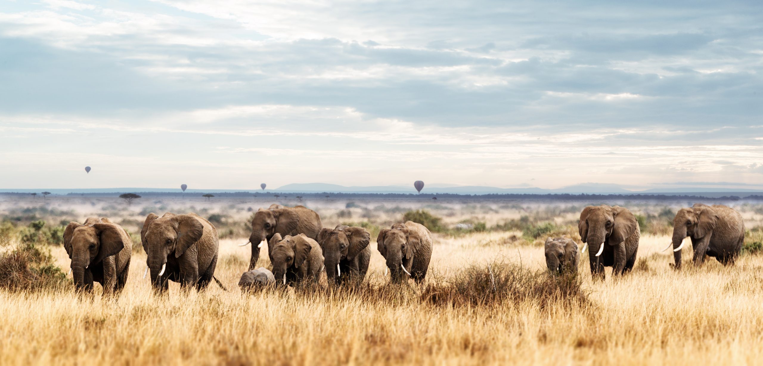 Masai-Mara-Ballon-Safaris